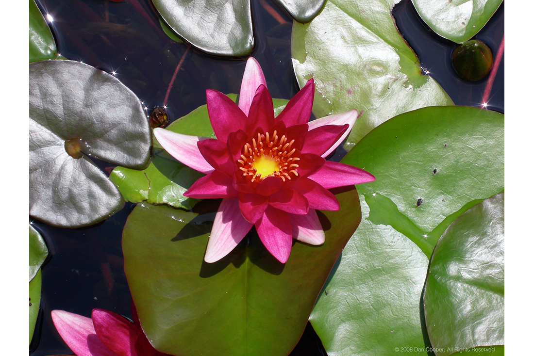 Water Lilly